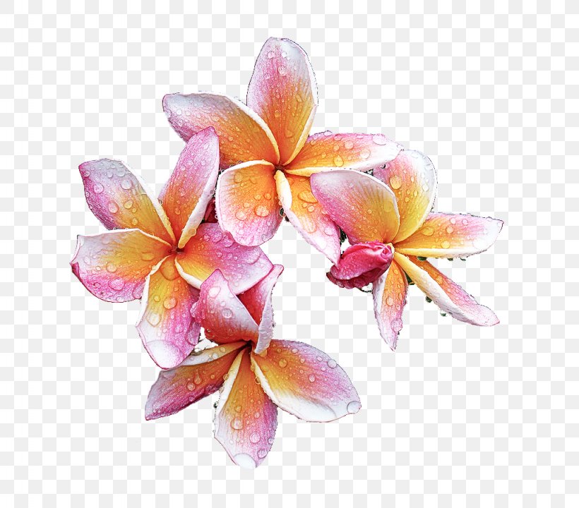 Flower Frangipani Petal Pink Plant, PNG, 1024x900px, Flower, Cattleya, Flowering Plant, Frangipani, Moth Orchid Download Free