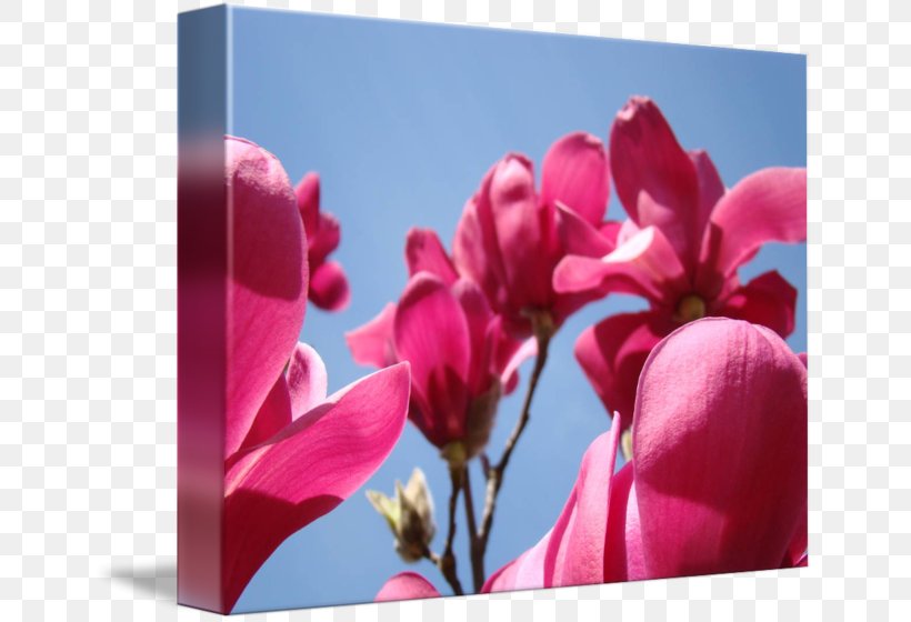 Flowering Plant Magnolia Blossom Petal, PNG, 650x560px, Flowering Plant, Blossom, Bud, Cyclamen, Drawing Download Free