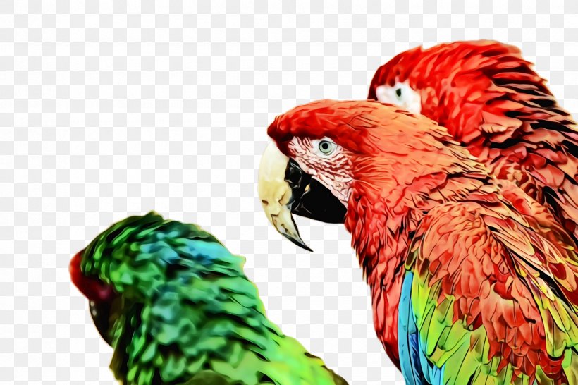 Bird Macaw Parrot Beak Parakeet, PNG, 2448x1632px, Watercolor, Beak, Bird, Budgie, Macaw Download Free