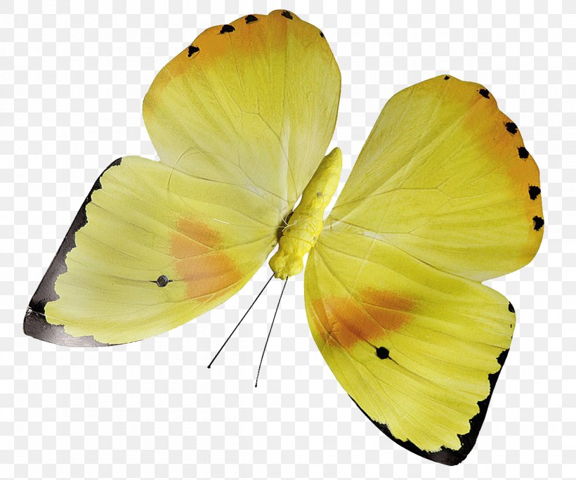 Butterfly Yellow Insect Flower Pollinator, PNG, 1200x1000px, Butterfly, Arthropod, Brush Footed Butterfly, Butterflies And Moths, Color Download Free
