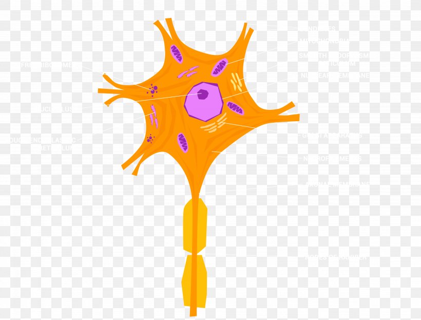 Mirror Neuron Cell Nervous System Nerve, PNG, 4096x3112px, Neuron, Artificial Neuron, Biology, Cell, Cell Type Download Free