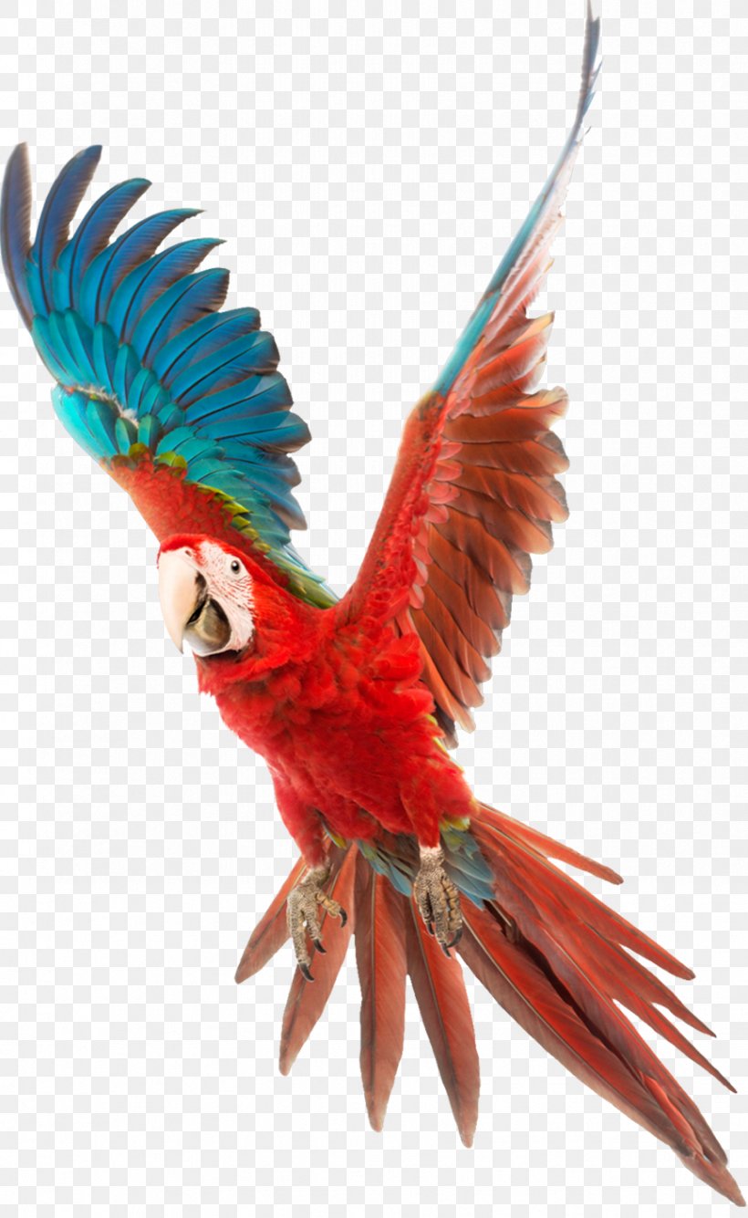 Bird Parrot Video Card Clip Art, PNG, 867x1412px, Bird, Beak, Cartoon, Common Pet Parakeet, Display Device Download Free