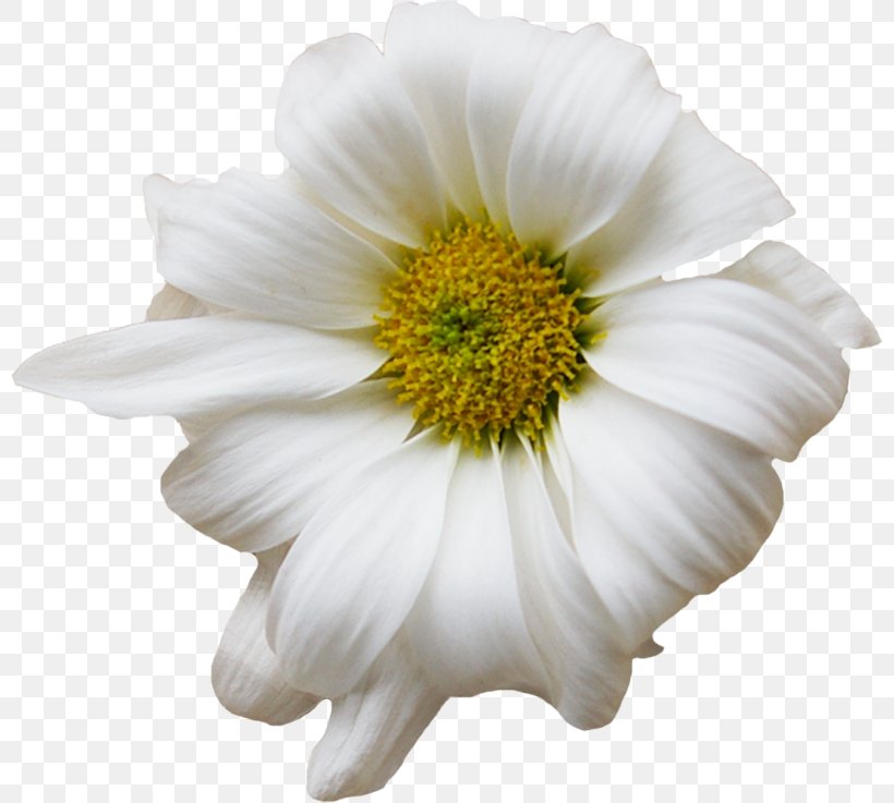 Flower Chamomile Floral Design Common Daisy Chrysanthemum, PNG, 800x737px, Flower, Annual Plant, Chamaemelum Nobile, Chamomile, Chrysanthemum Download Free