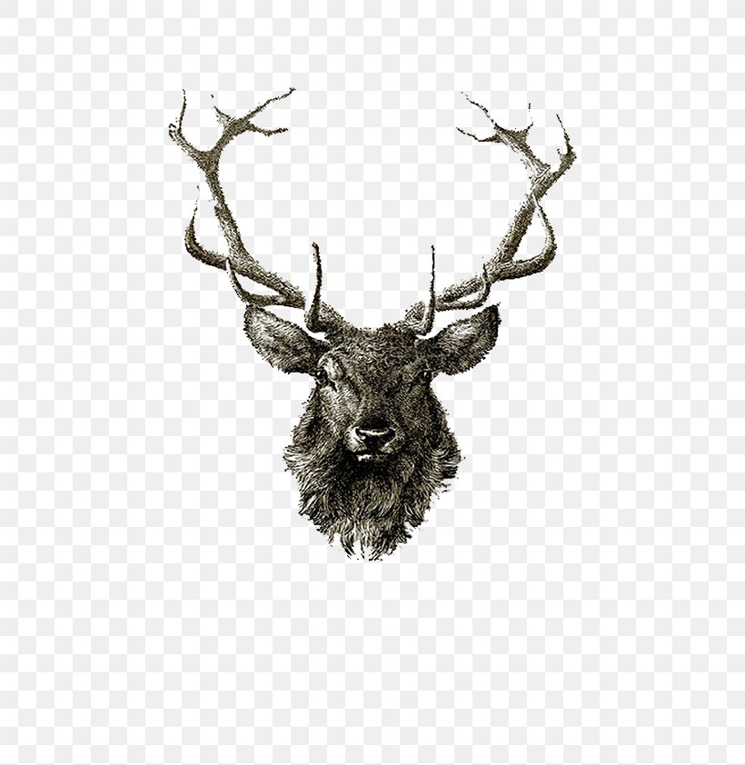 Red Deer Reindeer Elk Drawing, PNG, 595x842px, Deer, Antler, Art, Drawing, Elk Download Free