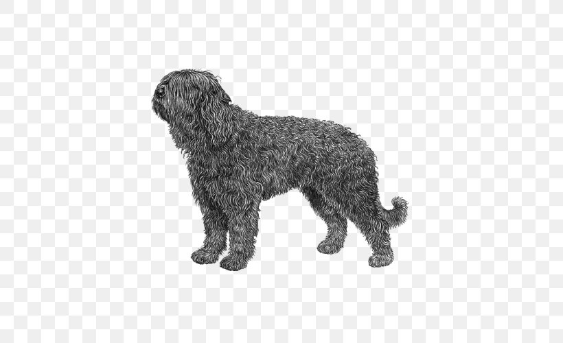 Barbet Spanish Water Dog Wirehaired Pointing Griffon Portuguese Water Dog Lagotto Romagnolo, PNG, 500x500px, Barbet, Affenpinscher, Animal Figure, Breed, Breed Standard Download Free