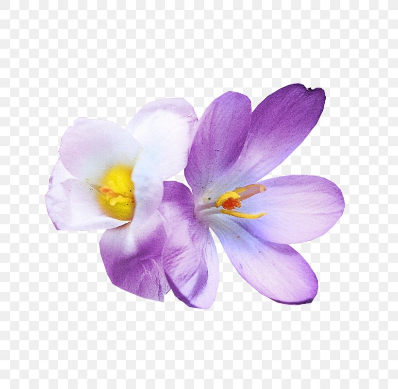 Crocus M / 0d Saffron Herbaceous Plant Plants, PNG, 766x800px, Crocus, Flower, Flowering Plant, Herbaceous Plant, Iris Family Download Free