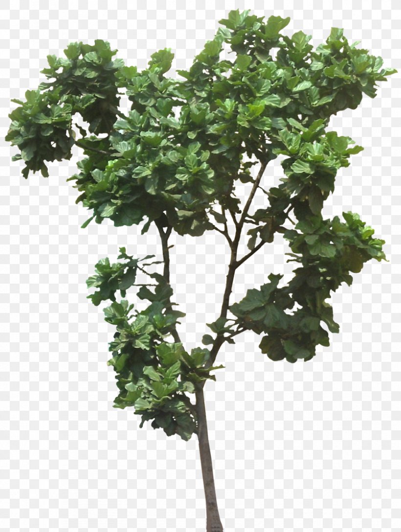 Fiddle-leaf Fig Ficus Microcarpa Weeping Fig Common Fig Plumeria Rubra, PNG, 837x1111px, Fiddleleaf Fig, Branch, Common Fig, Evergreen, Ficus Microcarpa Download Free