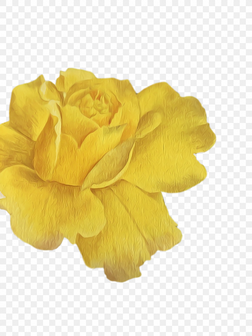 Garden Roses, PNG, 1080x1440px, Yellow, Cut Flowers, Flower, Garden Roses, Green Download Free