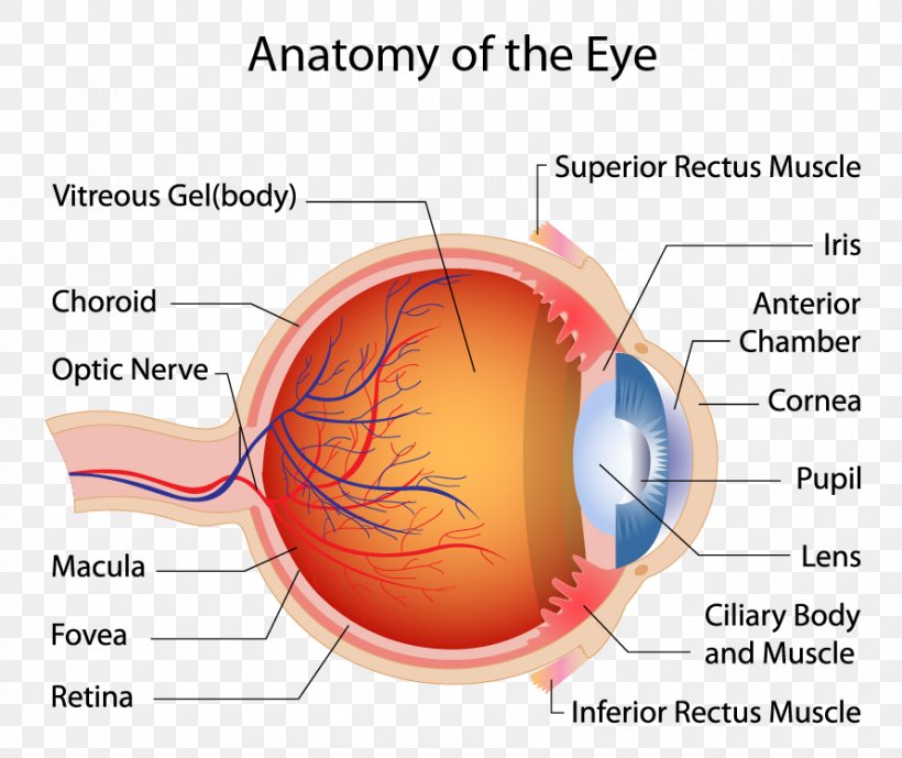 Human Eye Macula Of Retina Muscle Anatomy, PNG, 891x749px, Watercolor, Cartoon, Flower, Frame, Heart Download Free