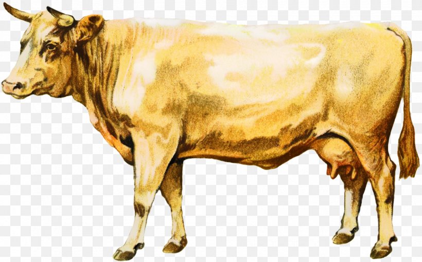 Dairy Cattle Ox Taurine Cattle Livestock Calf, PNG, 1800x1121px, Dairy Cattle, Animal Figure, Bauernhof, Beef Cattle, Bovine Download Free