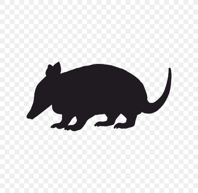 Snout Rat Wildlife Animal Figure Tail, PNG, 800x800px, Snout, Animal Figure, Rat, Tail, Wildlife Download Free