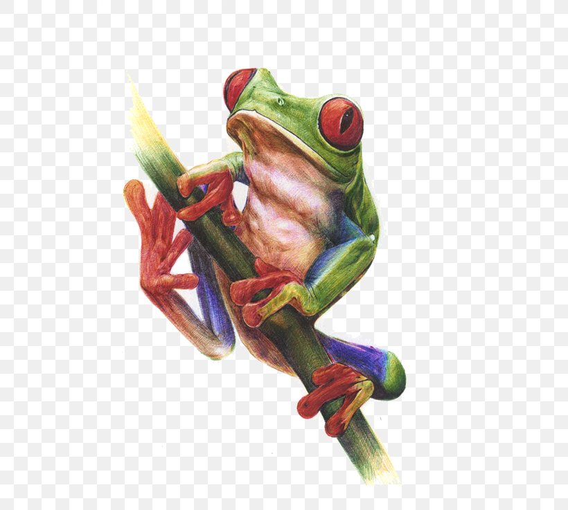 True Frog Watercolor Painting Tree Frog, PNG, 567x737px, Frog, Amphibian, Designer, Drawing, Lianhuanhua Download Free