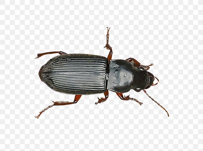 Dung Beetle Ground Beetle Scarabs Weevil, PNG, 2693x2000px, Beetle, Arna, Arthropod, Dung Beetle, Fungus Gnat Download Free