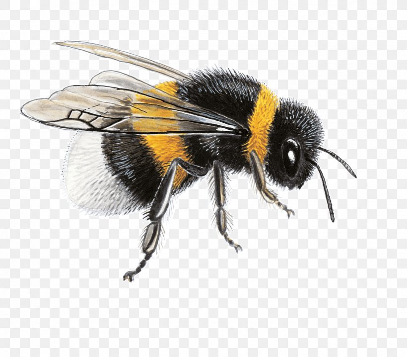 Honey Bee Bumblebee Bombus Terrestris Papilio Machaon, PNG, 1328x1163px, Honey Bee, Arthropod, Balcony, Bee, Black Download Free