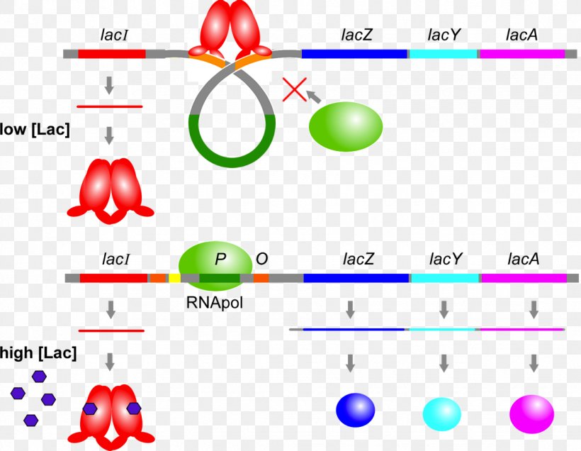 Lac Operon Lac Repressor Operator, PNG, 1132x878px, Lac Operon, Area, Body Jewelry, Brand, Catabolite Activator Protein Download Free