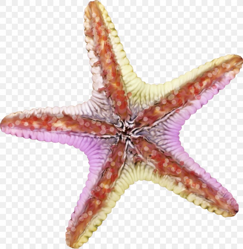 Starfish Clip Art, PNG, 1955x2000px, Starfish, Artworks, Echinoderm, Google Images, Invertebrate Download Free