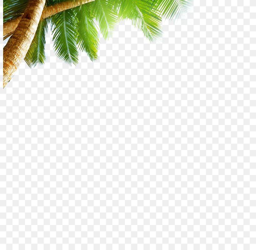 Beach Sea Sky AliExpress Wallpaper, PNG, 800x800px, Caribbean, Aliexpress, Beach, Caribbean Sea, Coconut Download Free