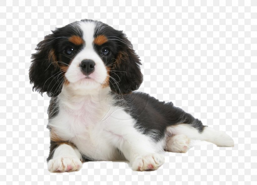 Cavalier King Charles Spaniel Puppy Cavachon Dog Breed, PNG, 1000x723px, King Charles Spaniel, Animal, Breed, Carnivoran, Cavachon Download Free