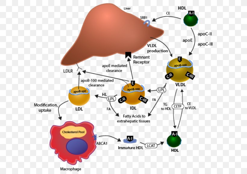 Cholesterol Water, PNG, 624x580px, Cholesterol, Artery, Atherosclerosis, Coronary Artery Disease, Diagram Download Free