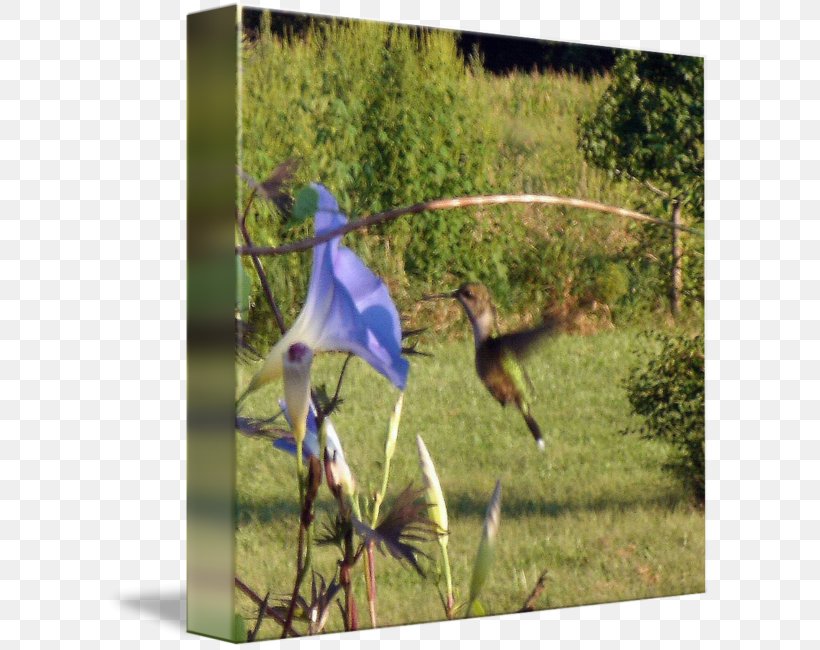 Fauna Crane Ecosystem Hummingbird M, PNG, 606x650px, Fauna, Bird, Crane, Crane Like Bird, Ecosystem Download Free