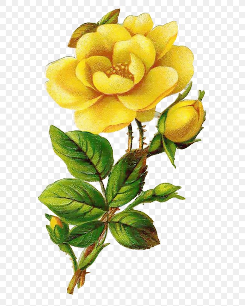 Rose Yellow Flower Clip Art, PNG, 636x1024px, Rose, Cut Flowers, Drawing, Floral Design, Floristry Download Free