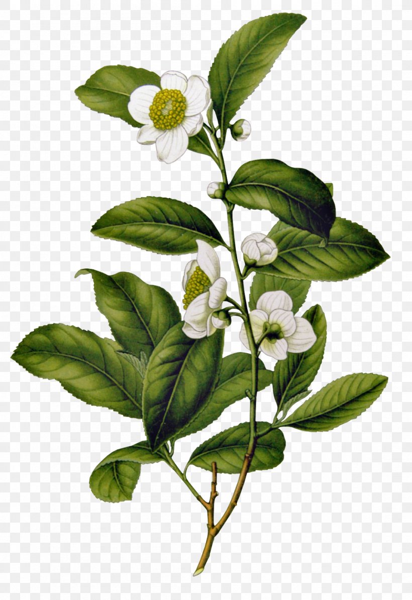 Assam Tea Camellia Sinensis Flowering Tea Chinese Tea, PNG, 1098x1600px, Tea, Assam Tea, Black Tea, Branch, Camellia Download Free