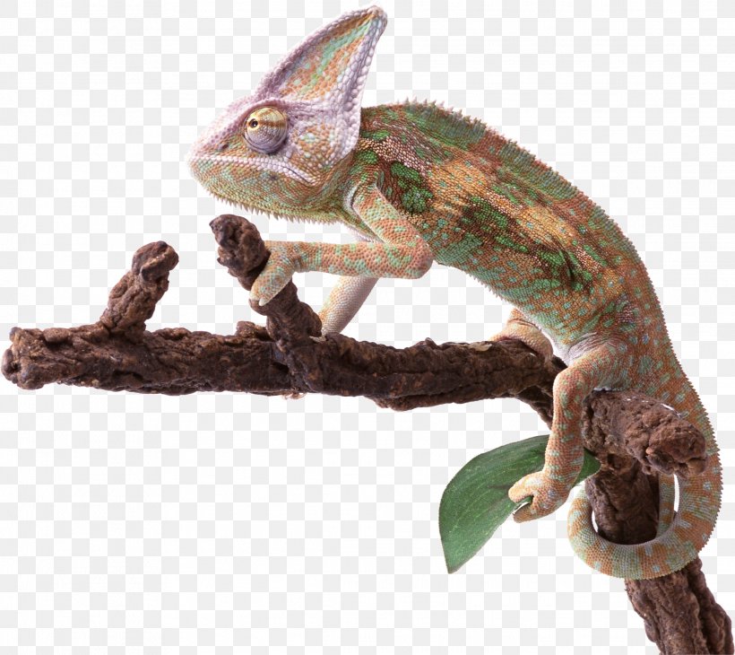 Reptile Lizard Chameleons, PNG, 2234x1990px, Reptile, Animal, Chameleon, Chameleons, Iguania Download Free