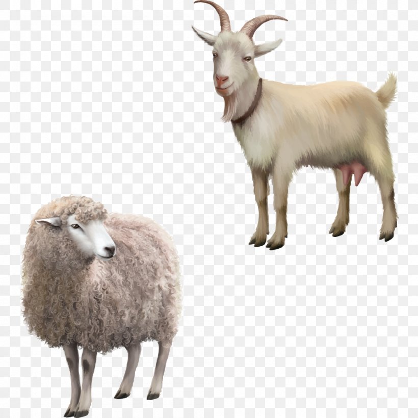 Rove Goat Stock Photography Royalty-free Clip Art, PNG, 1000x1000px, Rove Goat, Argali, Cow Goat Family, Drawing, Fauna Download Free