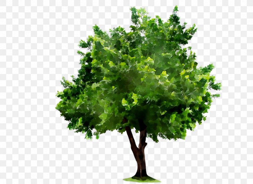 Vector Graphics Tree Image Oak Royalty-free, PNG, 1156x842px, Tree, American Larch, Arbor Day, Elm, Flower Download Free