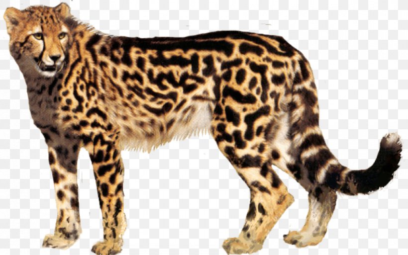 Cheetah Clip Art Transparency Desktop Wallpaper, PNG, 850x532px, Cheetah, Animal Figure, Big Cats, Carnivoran, Cat Download Free