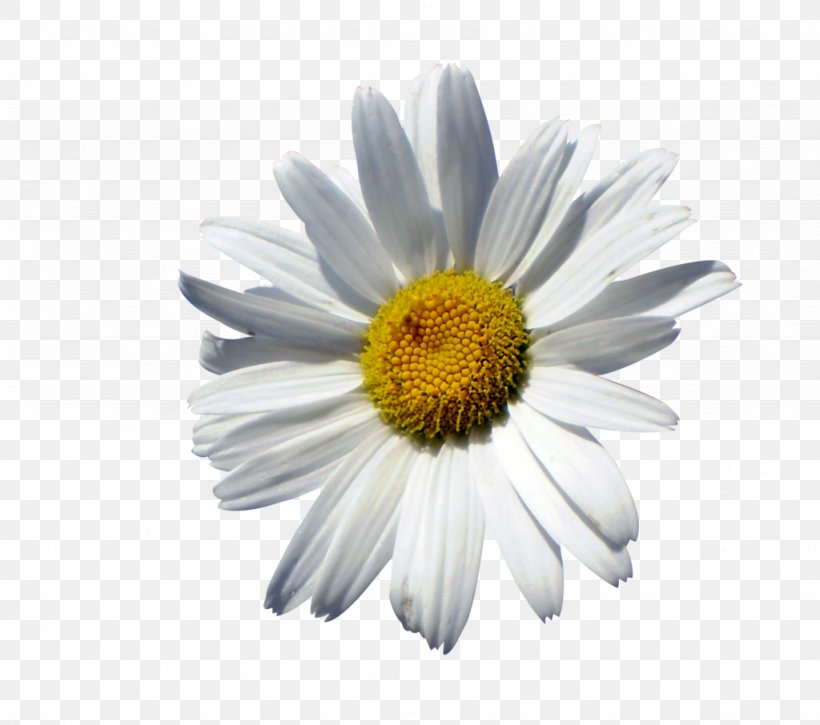Common Daisy Oxeye Daisy Marguerite Daisy Chrysanthemum Roman Chamomile, PNG, 1024x906px, Common Daisy, Aster, Chamaemelum Nobile, Chamomiles, Chrysanthemum Download Free