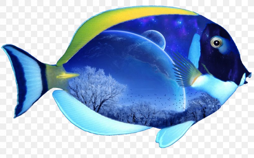 El Grullo Marine Biology Coral Reef Fish Marine Mammal Poster, PNG, 900x563px, Fish, Beak, Blue, Cobalt Blue, Coral Reef Fish Download Free