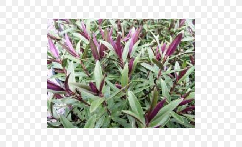 Groundcover Hebe Shrub Lawn Herb, PNG, 500x500px, Groundcover, Grass, Hebe, Herb, Lawn Download Free