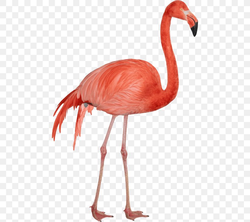 Clip Art Image Flamingo Transparency, PNG, 480x728px, Flamingo, Beak, Bird, Drawing, Greater Flamingo Download Free