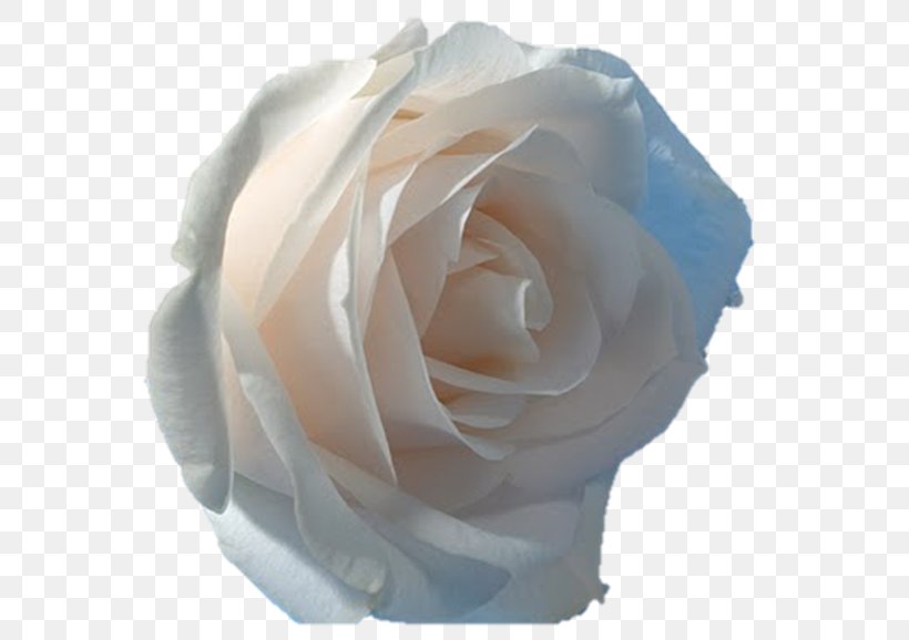 Desktop Wallpaper Rose Flower, PNG, 582x578px, Rose, Cut Flowers, Display Resolution, Floribunda, Flower Download Free
