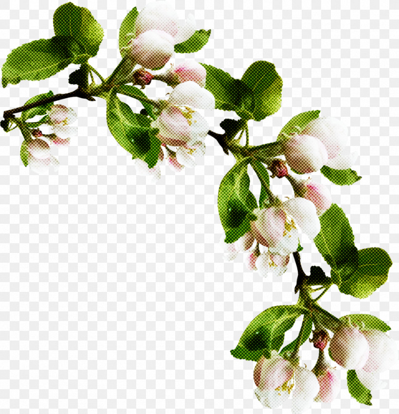 Flower Branch Plant Blossom Tree, PNG, 986x1024px, Flower, Arctostaphylos, Blossom, Branch, Malus Download Free