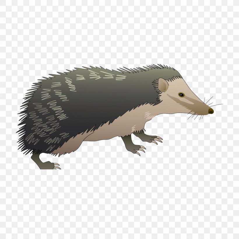 Hedgehog Euclidean Vector Honey Badger, PNG, 1181x1181px, Hedgehog, Animal, Anteater, Badger, Common Opossum Download Free