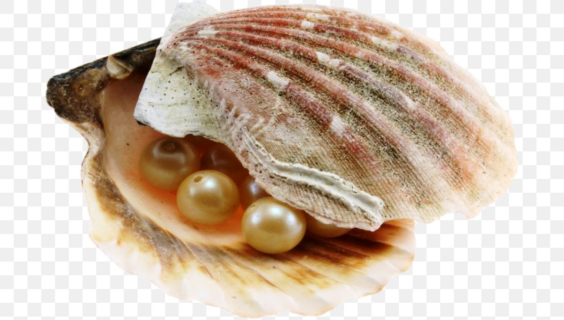 Pearl Hunting Seashell Oyster Nacre, PNG, 692x465px, Pearl Hunting, Abu Dhabi Pearl Journey, Bracelet, Clam, Clams Oysters Mussels And Scallops Download Free