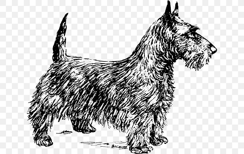 Scottish Terrier Smooth Fox Terrier Cairn Terrier Yorkshire Terrier Boston Terrier, PNG, 640x519px, Scottish Terrier, Australian Silky Terrier, Black And White, Boston Terrier, Bull Terrier Download Free