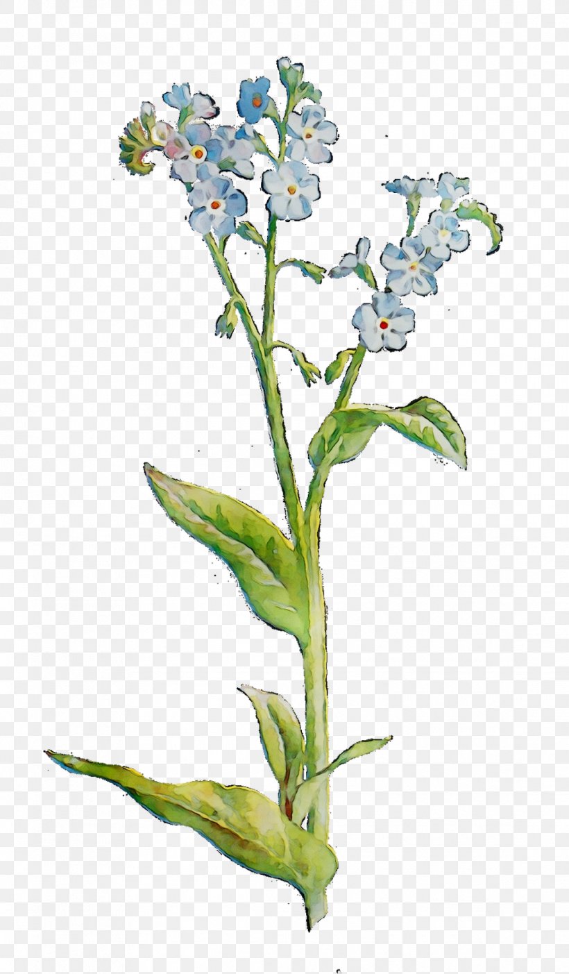 Borages Herbaceous Plant Plant Stem Flower, PNG, 1112x1903px, Borages, Alpine Forgetmenot, Borage, Borage Family, Dayflower Download Free