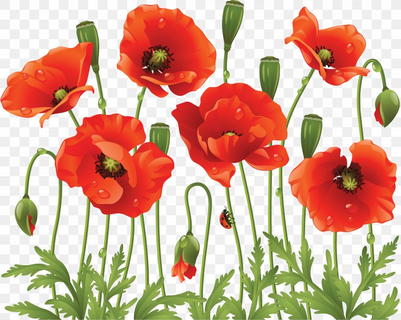 Common Poppy Flower Clip Art, PNG, 6175x4926px, Poppy, Annual Plant, Common Poppy, Coquelicot, Cut Flowers Download Free