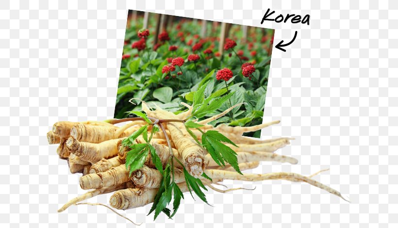 Herbal Tea American Ginseng Ginsenoside Saponin, PNG, 630x470px, Herb, American Ginseng, Angelica Archangelica, Drug, Food Download Free