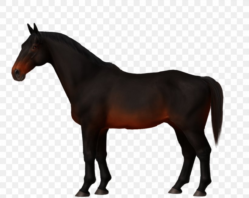 Stallion Mare Mane Mustang Thoroughbred, PNG, 1200x955px, Stallion, Bridle, Colt, Halter, Horse Download Free