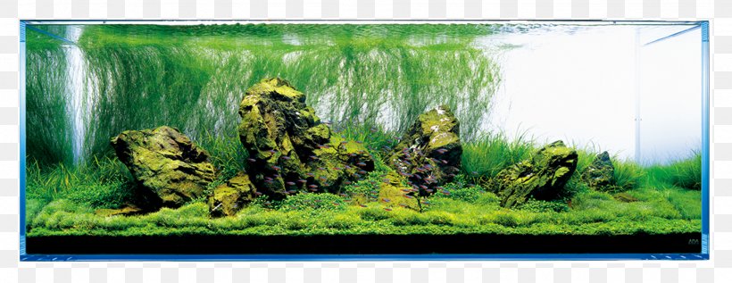 710 Koleksi Design Aquarium Decor HD Terbaik