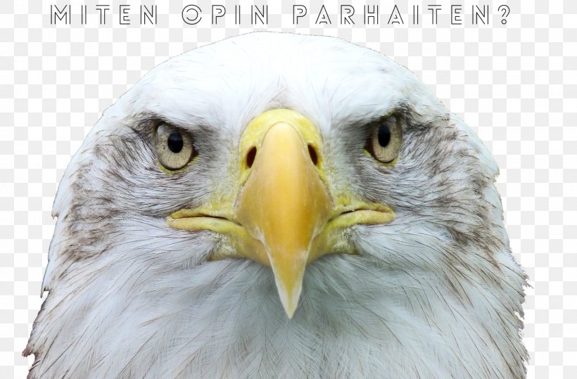 Bird Bald Eagle Desktop Wallpaper 4K Resolution Ultra-high-definition Television, PNG, 1600x1052px, 4k Resolution, 8k Resolution, Bird, Accipitriformes, Bald Eagle Download Free
