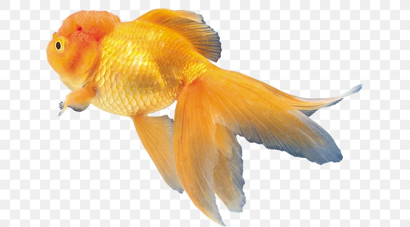 Goldfish ディスワン前橋大利根店 Clip Art, PNG, 635x455px, Goldfish, Aquarium, Aquariums, Bony Fish, Drawing Download Free