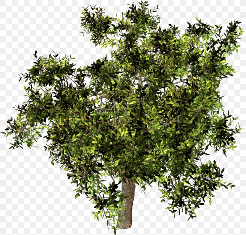 Stock Photography Tree IStock Royalty-free, PNG, 966x922px, Stock Photography, Banco De Imagens, Branch, Evergreen, Fond Blanc Download Free