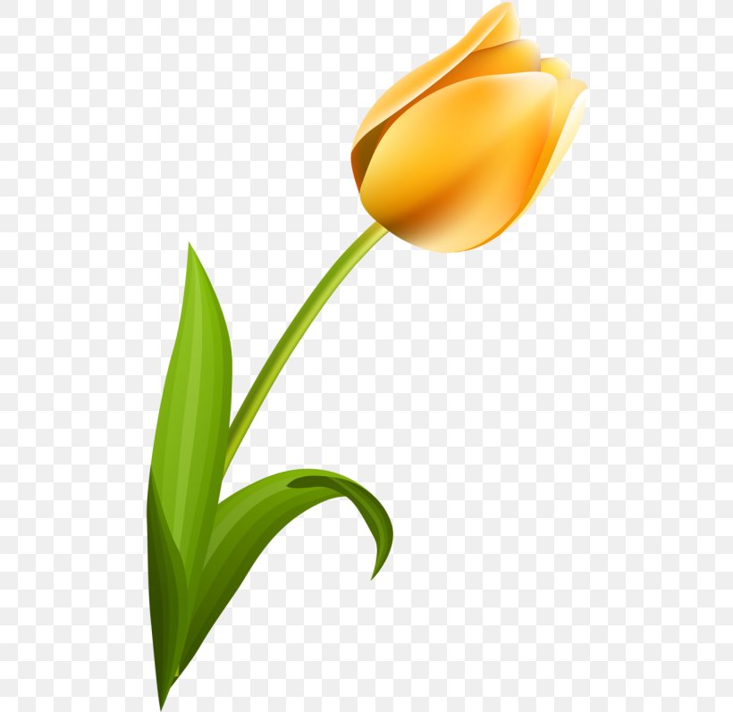 Tulip Petal Desktop Wallpaper Flower Plant Stem, PNG, 500x797px, Tulip, Computer, Flower, Flowering Plant, Lily Family Download Free