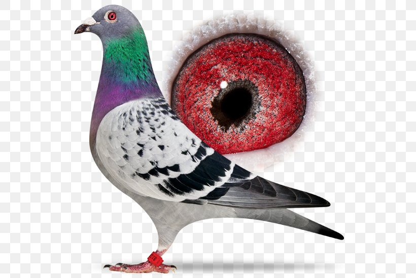 Columbidae Homing Pigeon Racing Homer Bird Beak, PNG, 556x549px, Columbidae, Animal, Beak, Bird, Breed Download Free