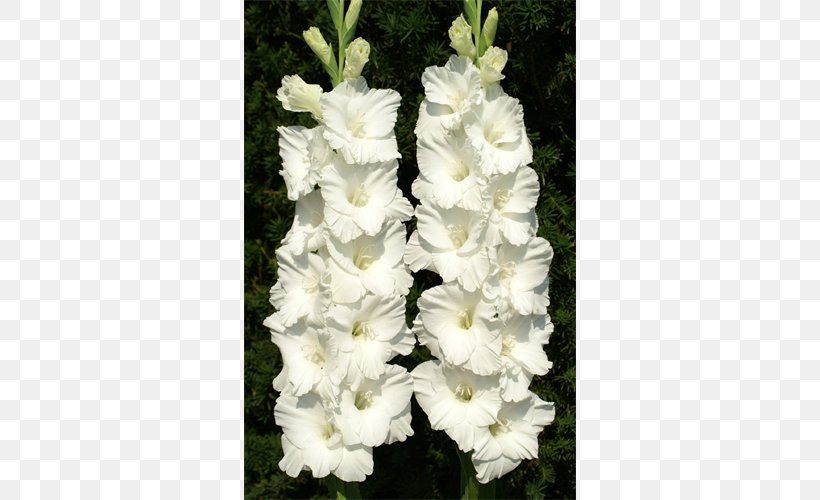 Coppertips Gladiolus Plant Cut Flowers, PNG, 500x500px, Coppertips, Bulb, Corm, Crinum, Cut Flowers Download Free